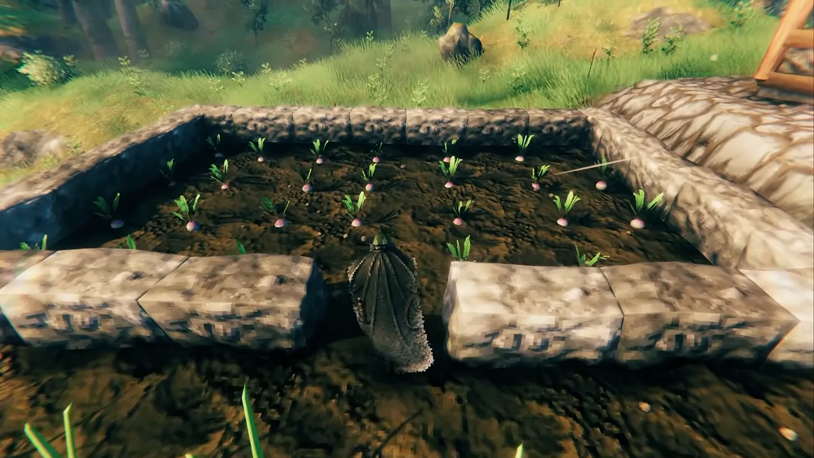 A small turnip and carrot farm plot planted with the Cultivator in Valheim